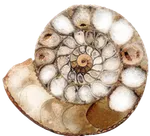 Logo Ingrid Jaramillo Baltra